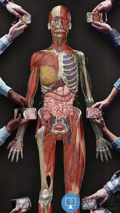 3D人体解剖手机版下载