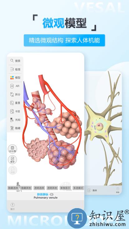 维萨里3d解剖最新版 维萨里3d解剖软件下载