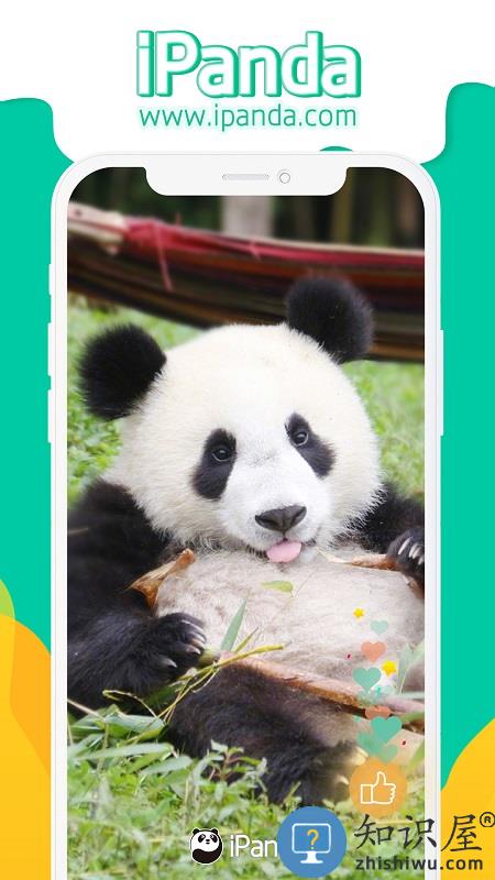 ipanda客户端下载