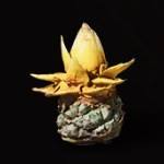 《黑神话悟空》地涌金莲获得方法攻略